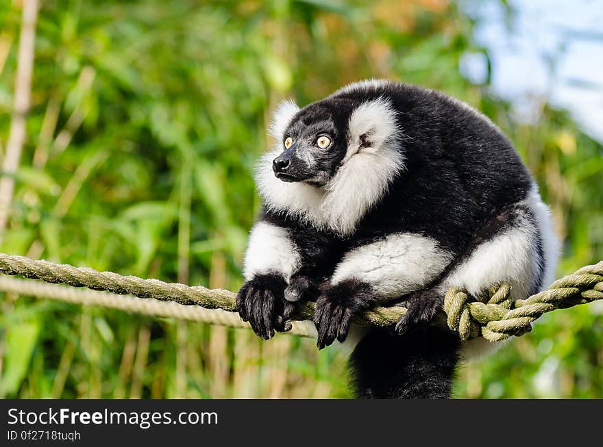 Black and white Ruffed Lemur