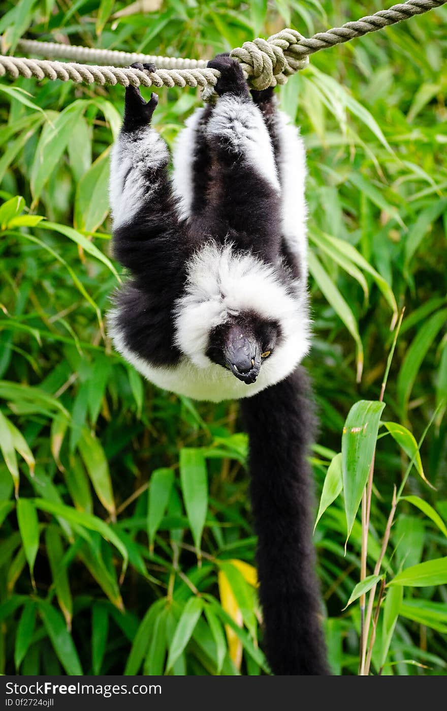 Black and white Ruffed Lemur