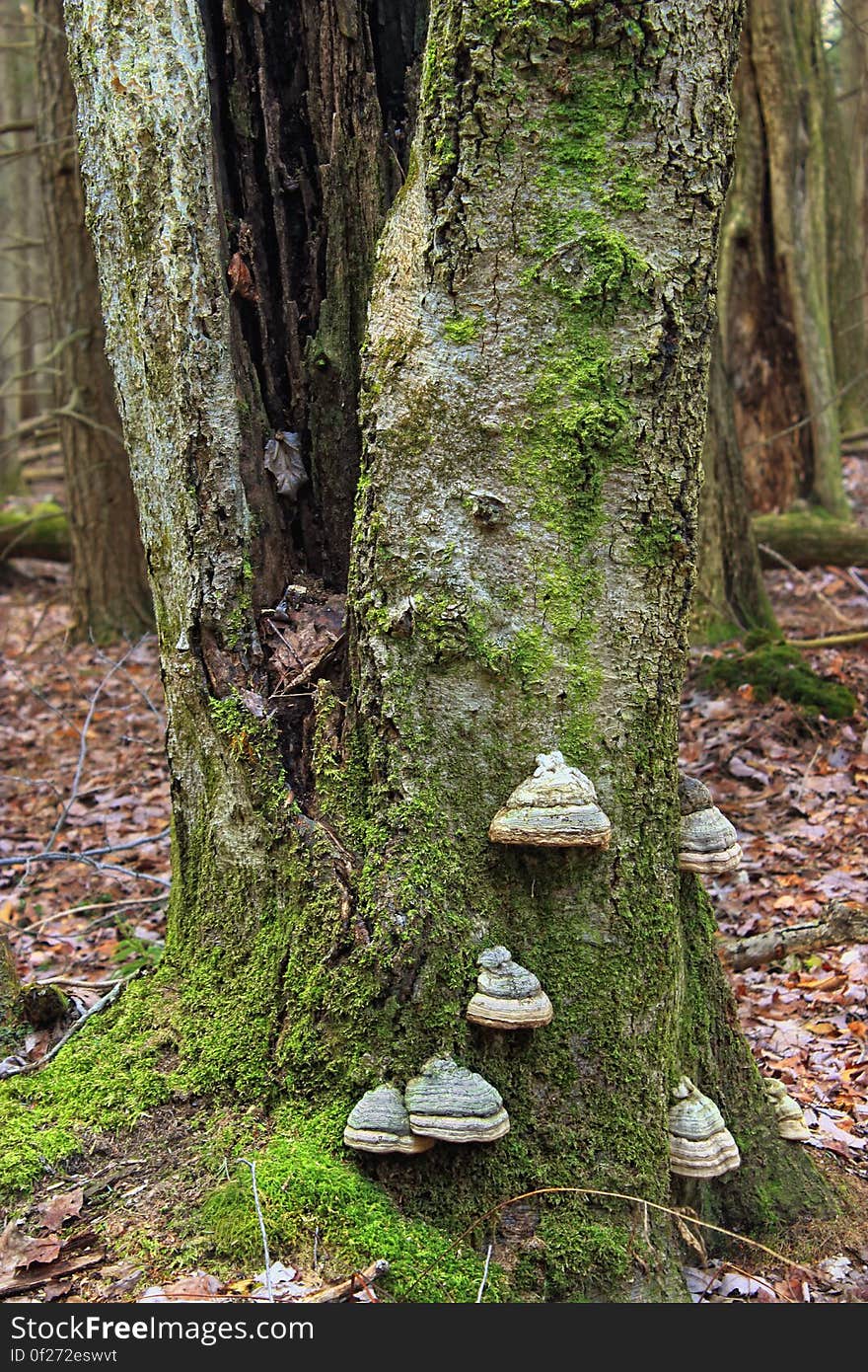 Moss- and fungi-covered tree trunk along the West Fork Lehigh River, Wayne County, within State Game Land 312. I&#x27;ve licensed this photo as CC0 for release into the public domain. You&#x27;re welcome to download the photo and use it without attribution. Moss- and fungi-covered tree trunk along the West Fork Lehigh River, Wayne County, within State Game Land 312. I&#x27;ve licensed this photo as CC0 for release into the public domain. You&#x27;re welcome to download the photo and use it without attribution.