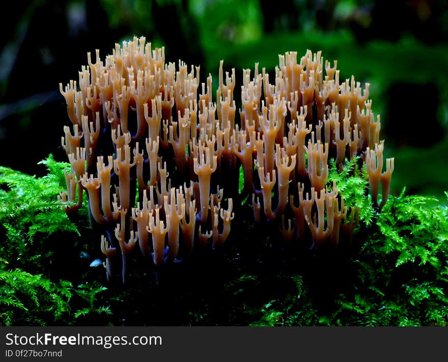 Grows on well rotted wood in groups. Coral-like in form often running down the length of wood. Has a much tighter upright form compared to the other similar species. Common name: None Found: Native Forest Substrate: Wood Spore: WhiteHeight: 80mm Width: 3 mm Season: Autumn Edible: No. Grows on well rotted wood in groups. Coral-like in form often running down the length of wood. Has a much tighter upright form compared to the other similar species. Common name: None Found: Native Forest Substrate: Wood Spore: WhiteHeight: 80mm Width: 3 mm Season: Autumn Edible: No