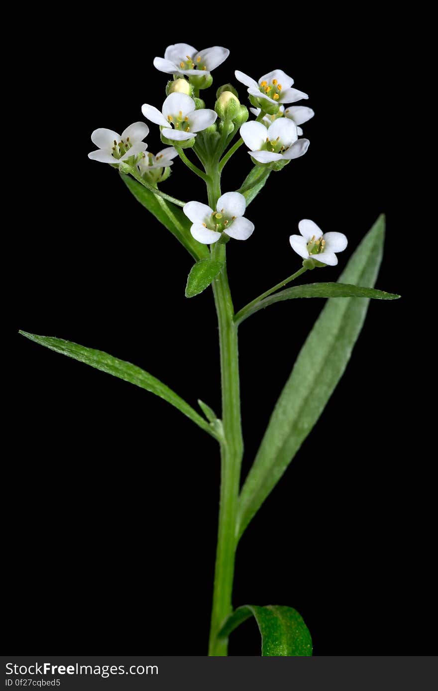 Lobularia maritima. I used an off-camera Nikon SB-700 flash plus the built-in flash for fill and to act as commander. A black cloth makes up the background. Lobularia maritima. I used an off-camera Nikon SB-700 flash plus the built-in flash for fill and to act as commander. A black cloth makes up the background.