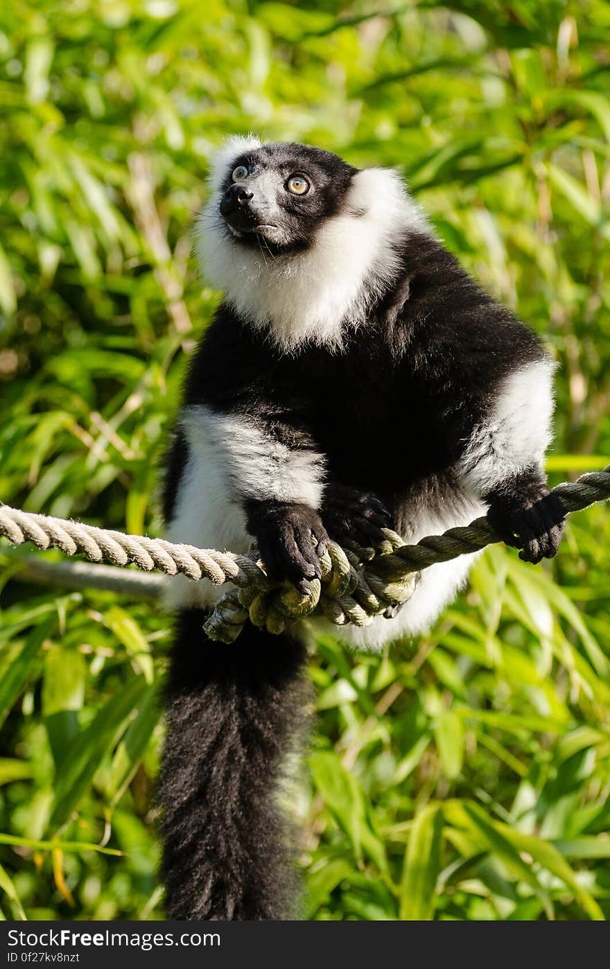 Black and white Ruffed Lemur