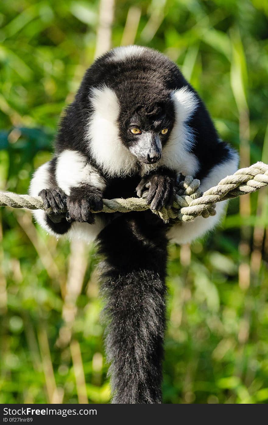 Black and white Ruffed Lemur