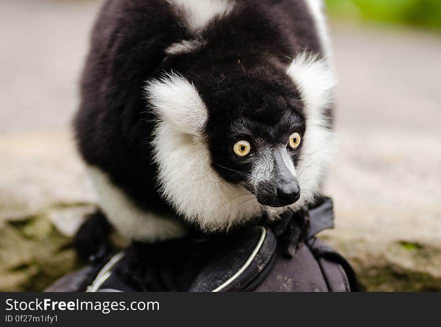 Black and white Ruffed Lemur