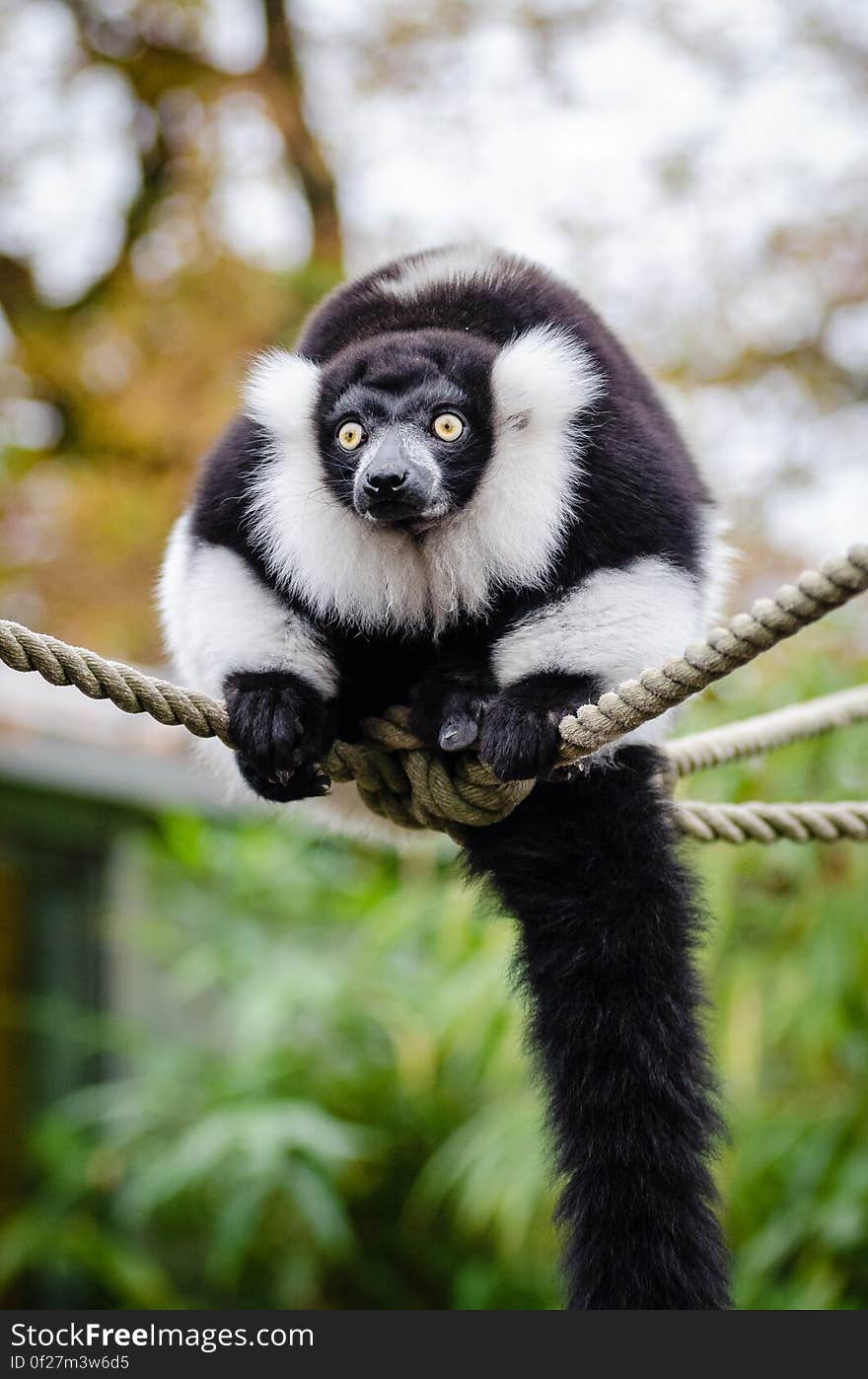 Black and white Ruffed Lemur