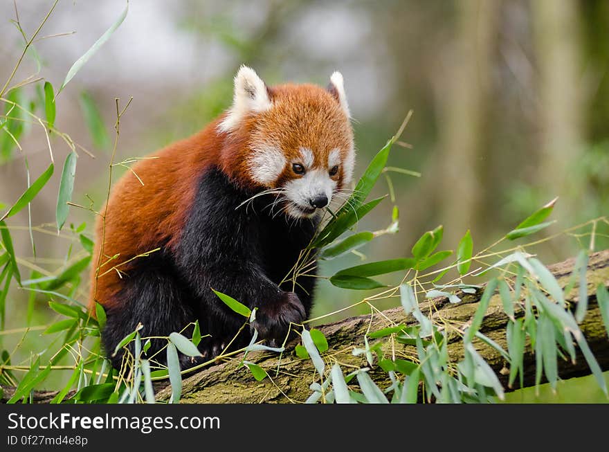 Red Panda