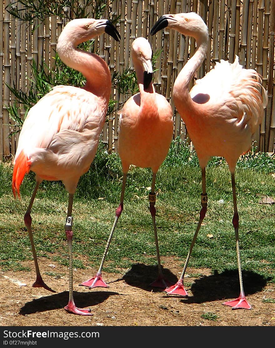 flamingo family