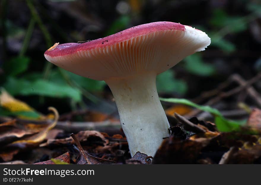 Around 750 worldwide species of mycorrhizal mushrooms compose the genus Russula. They are typically common, fairly large, and brightly colored – making them one of the most recognizable genera among mycologists and mushroom collectors.