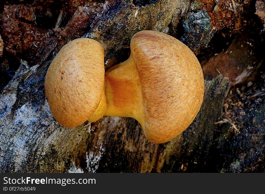 Gymnopilus is a genus of gilled mushrooms within the fungal family Strophariaceae containing about 200 rusty-orange spored mushroom species formerly divided among Pholiota and the defunct genus Flammula.