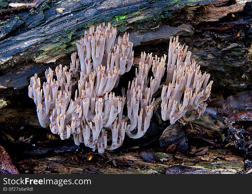 Grows on well rotted wood in groups. Coral-like in form often running down the length of wood. Has a much tighter upright form compared to the other similar species. Common name: None Found: Native Forest Substrate: Wood Spore: WhiteHeight: 80mm Width: 3 mm Season: Autumn Edible: No. Grows on well rotted wood in groups. Coral-like in form often running down the length of wood. Has a much tighter upright form compared to the other similar species. Common name: None Found: Native Forest Substrate: Wood Spore: WhiteHeight: 80mm Width: 3 mm Season: Autumn Edible: No