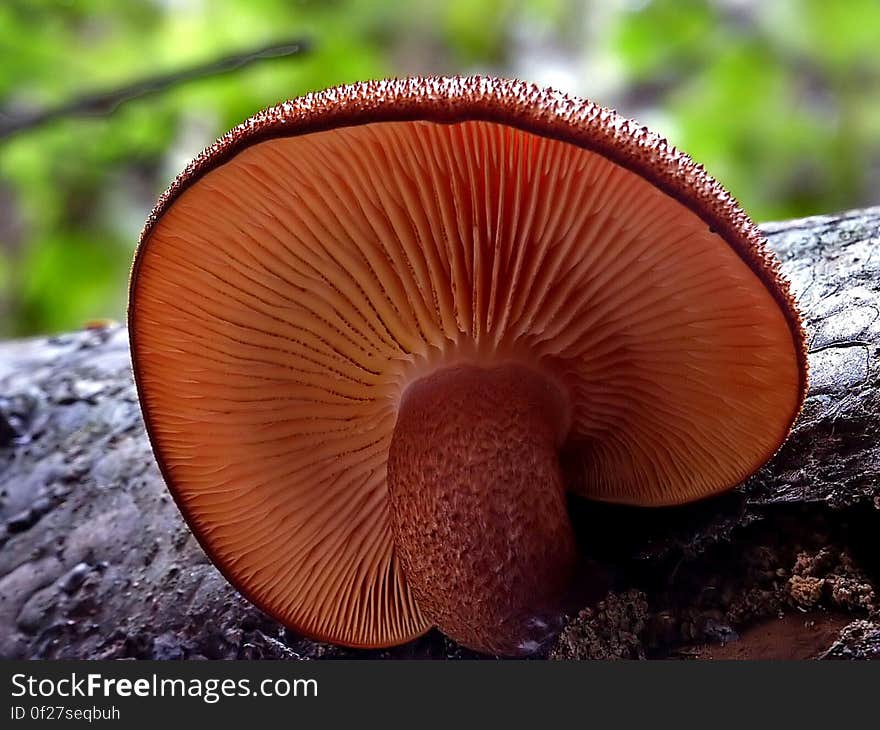 Tricholomopsis is a genus of fungi closely related to the large genus Tricholoma. Its best known member and type species is Tricholomopsis rutilans. The name means appearing like Tricholoma.