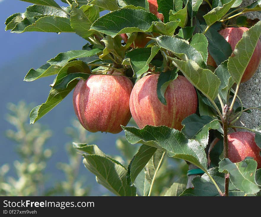 Can I use this photo? Read here for more informations. Crops of apple &#x28;detail&#x29; – Casez di Sanzeno – 13 August 2008 These are photos I took in 2008 on a long trip I made around northern Italy. I started from Rome and went all the way to the alps. At the end I did 2900km in 10 days. read more &gt;&gt;. Can I use this photo? Read here for more informations. Crops of apple &#x28;detail&#x29; – Casez di Sanzeno – 13 August 2008 These are photos I took in 2008 on a long trip I made around northern Italy. I started from Rome and went all the way to the alps. At the end I did 2900km in 10 days. read more &gt;&gt;