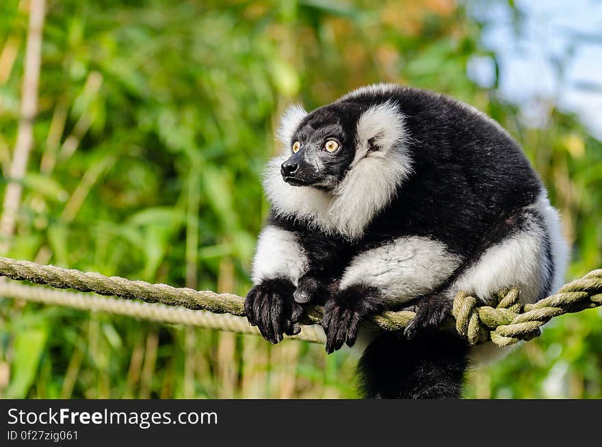 Black and white Ruffed Lemur