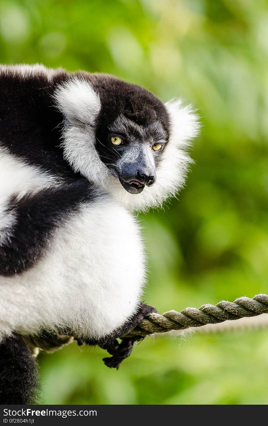 Black and white Ruffed Lemur