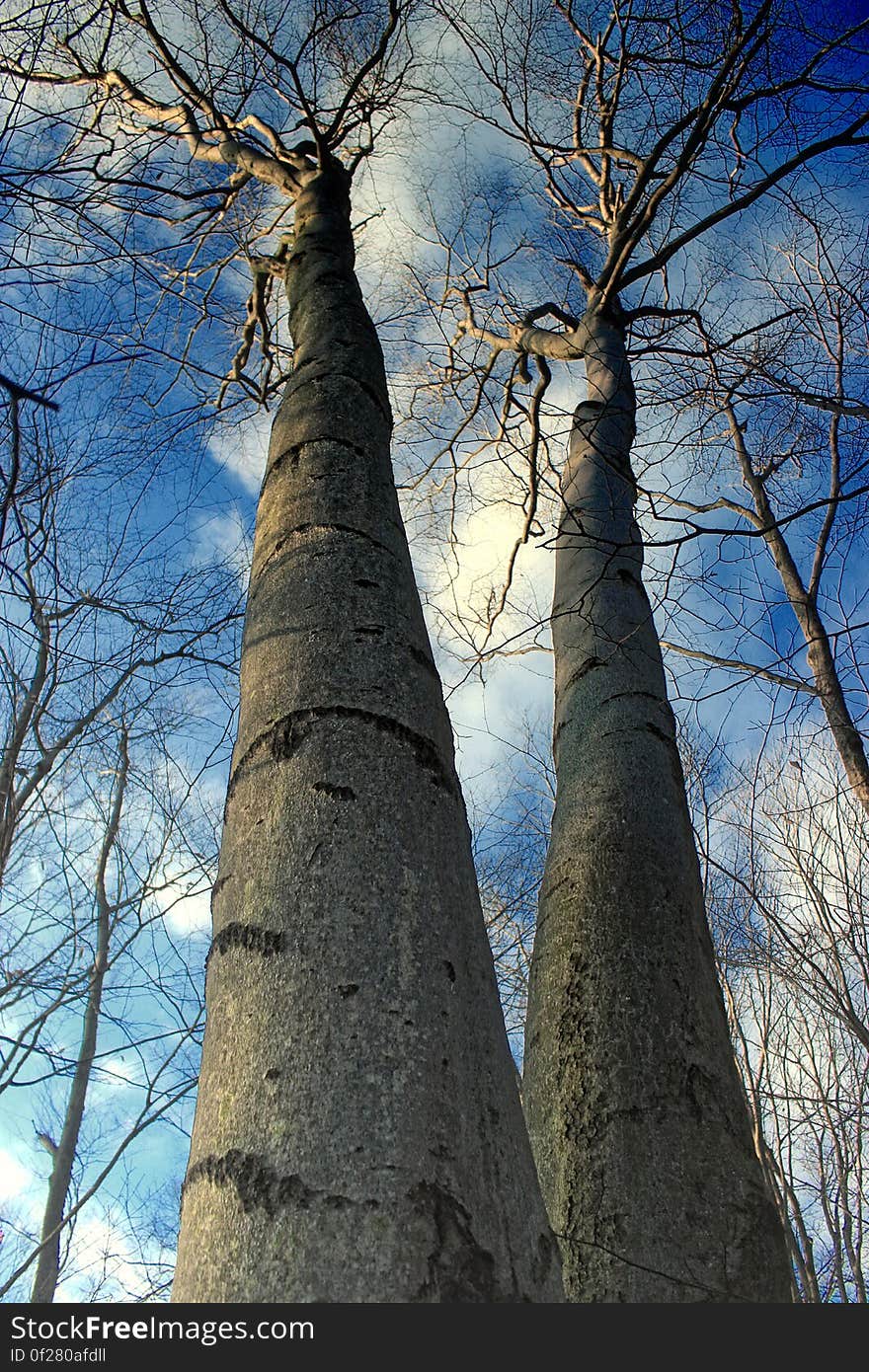 Large American beeches &#x28;Fagus grandifolia&#x29;, Tobyhanna State Park, Monroe County. I&#x27;ve licensed this photo as CC0 for release into the public domain. You&#x27;re welcome to download the photo and use it without attribution. Large American beeches &#x28;Fagus grandifolia&#x29;, Tobyhanna State Park, Monroe County. I&#x27;ve licensed this photo as CC0 for release into the public domain. You&#x27;re welcome to download the photo and use it without attribution.