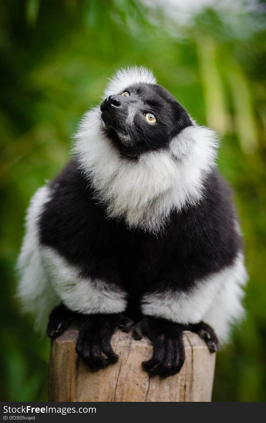 Black and white Ruffed Lemur