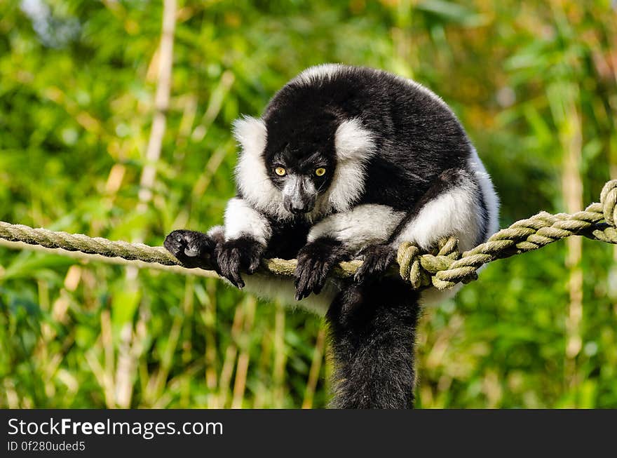 Black and white Ruffed Lemur