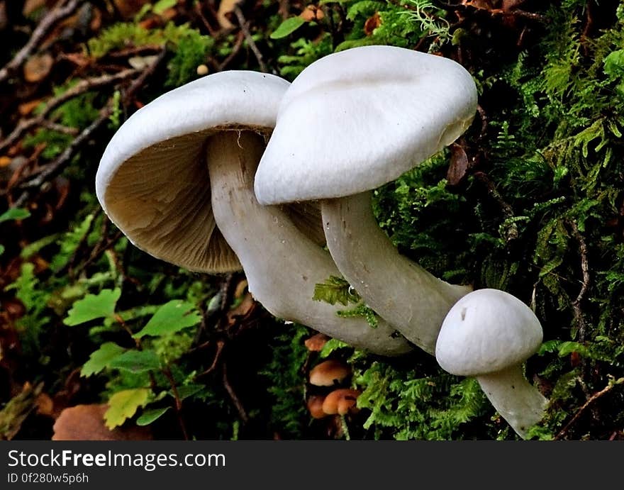 Hygrophorus is a genus of agarics &#x28;gilled mushrooms&#x29; in the family Hygrophoraceae. Called &#x22;woodwaxes&#x22; in the UK or &#x22;waxy caps&#x22; &#x28;together with Hygrocybe species&#x29; in North America, basidiocarps &#x28;fruit bodies&#x29; are typically fleshy, often with slimy caps and lamellae that are broadly attached to decurrent. All species are ground-dwelling and ectomycorrhizal &#x28;forming an association with living trees&#x29; and are typically found in woodland. Around 100 species are currently recognized worldwide. Fruit bodies of several species are considered edible and are sometimes offered for sale in local markets. Hygrophorus is a genus of agarics &#x28;gilled mushrooms&#x29; in the family Hygrophoraceae. Called &#x22;woodwaxes&#x22; in the UK or &#x22;waxy caps&#x22; &#x28;together with Hygrocybe species&#x29; in North America, basidiocarps &#x28;fruit bodies&#x29; are typically fleshy, often with slimy caps and lamellae that are broadly attached to decurrent. All species are ground-dwelling and ectomycorrhizal &#x28;forming an association with living trees&#x29; and are typically found in woodland. Around 100 species are currently recognized worldwide. Fruit bodies of several species are considered edible and are sometimes offered for sale in local markets.