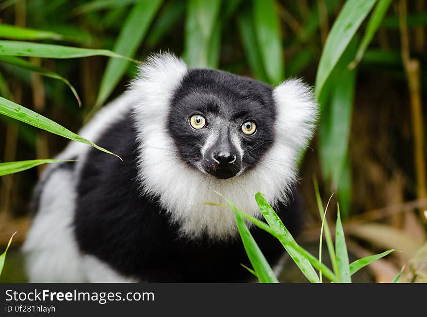 Black and white Ruffed Lemur