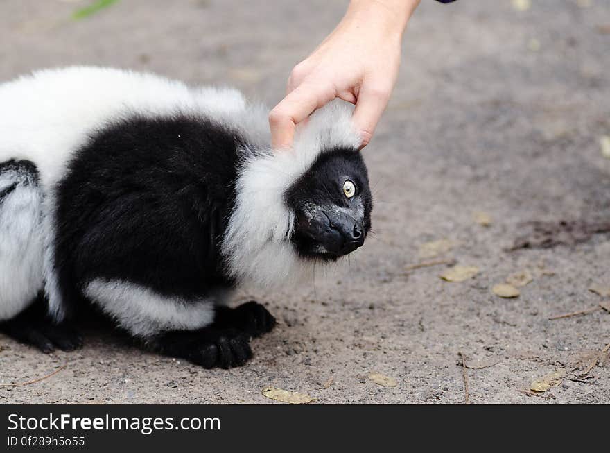 Black and white Ruffed Lemur