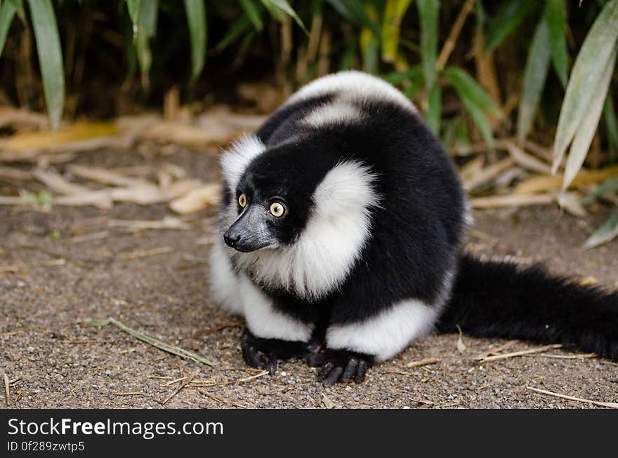 Black and white Ruffed Lemur