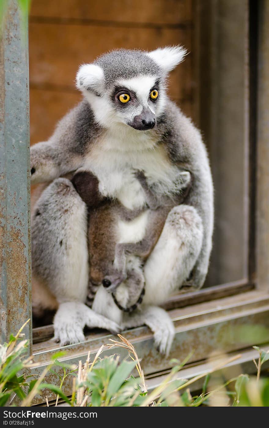 Ring-Tailed Lemur babies