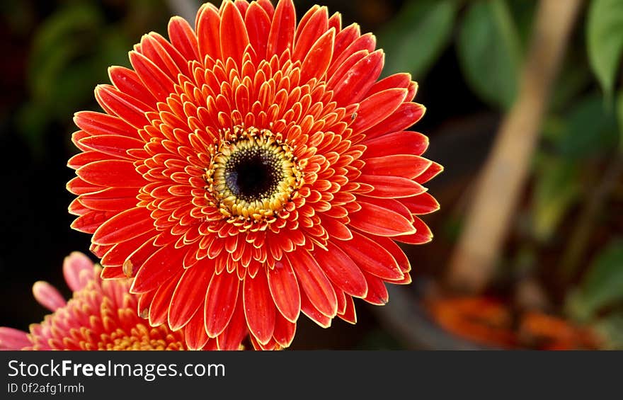 A close up of a red gerbera flower.