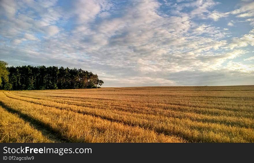 A cereal field after harvest in the autumn.