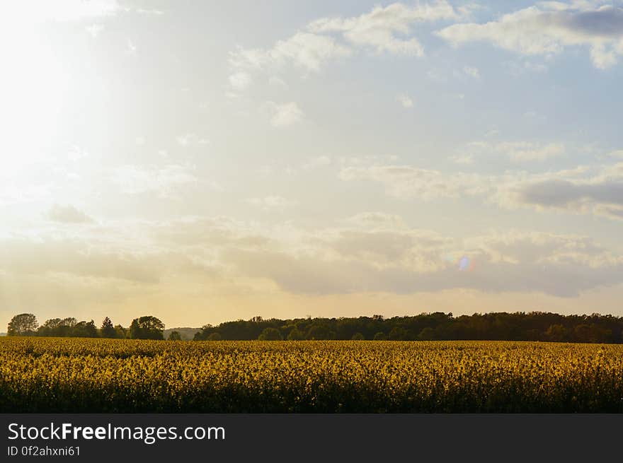 A field of sunflowers under the blue skies.