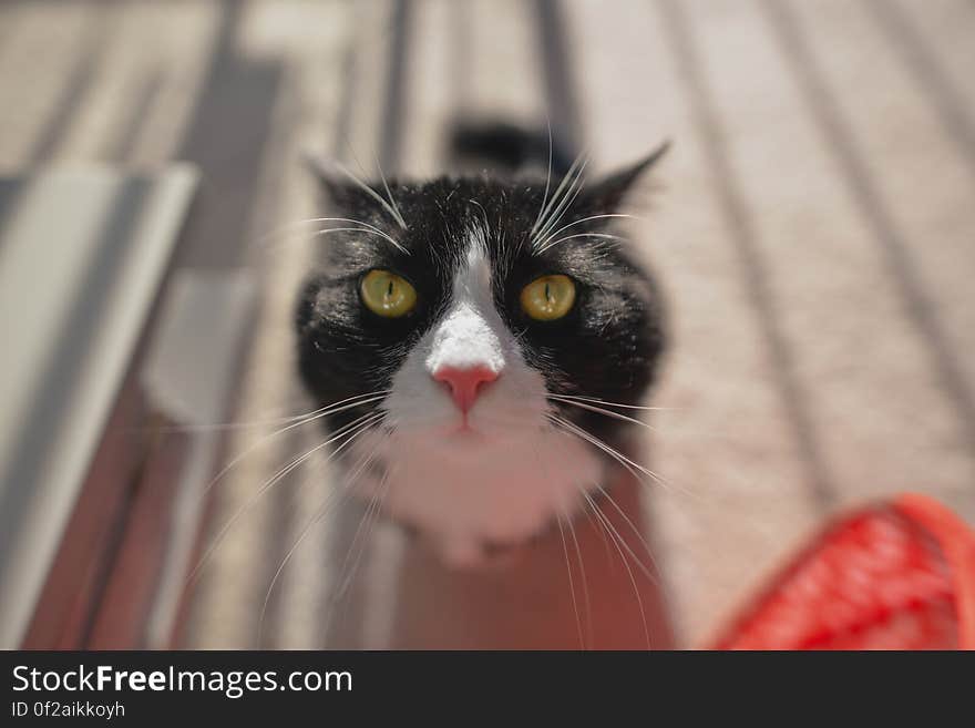 Selective Focus Photo of Tuxedo Cat during Daytime