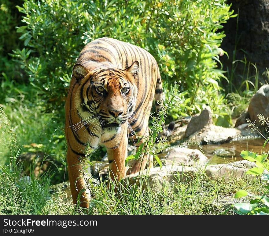 A wild tiger outdoors in the nature.