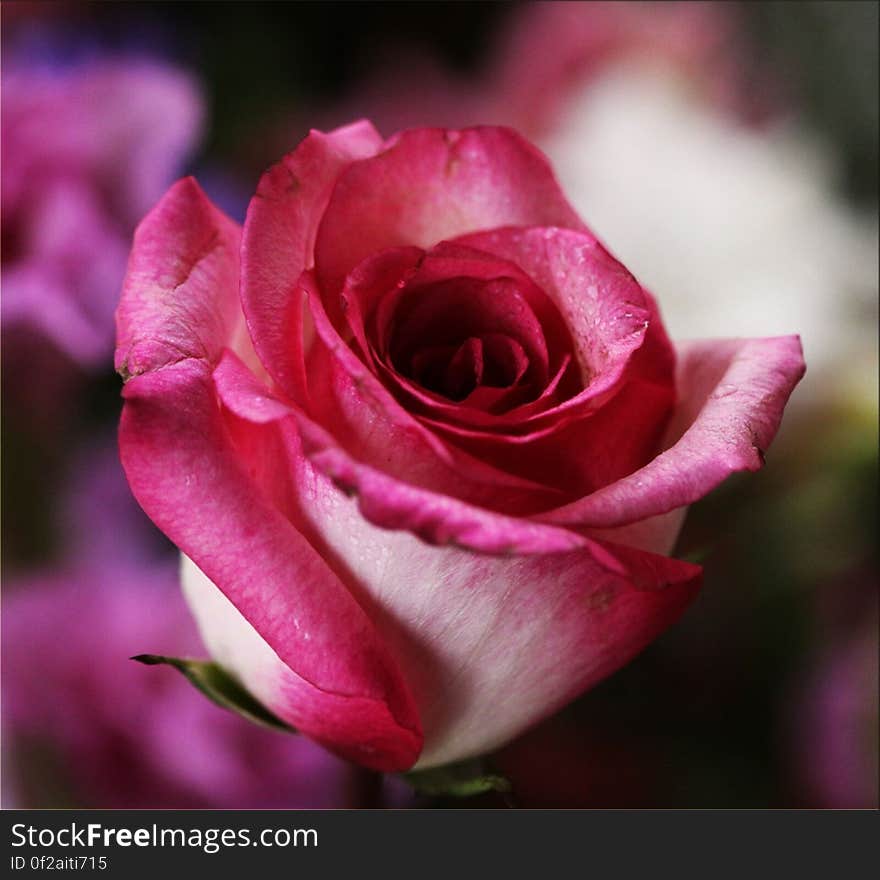 A close up of a red rose blossom.