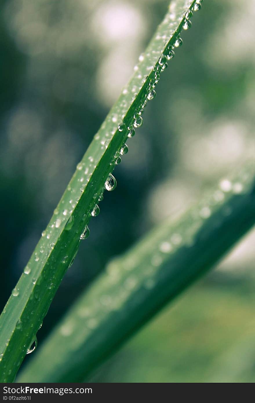 A close up of dew drops on a long thin leaf. A close up of dew drops on a long thin leaf.