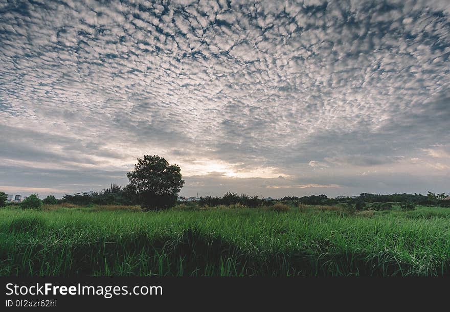 A meadow with tall green grass at sunset. A meadow with tall green grass at sunset.