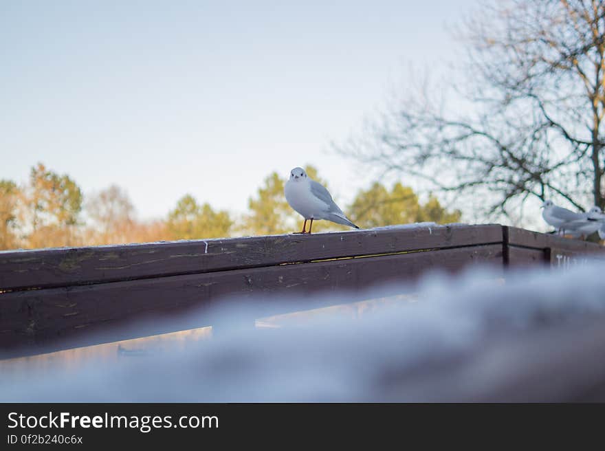 White and Gray Bird on Brown Wooden Handrail