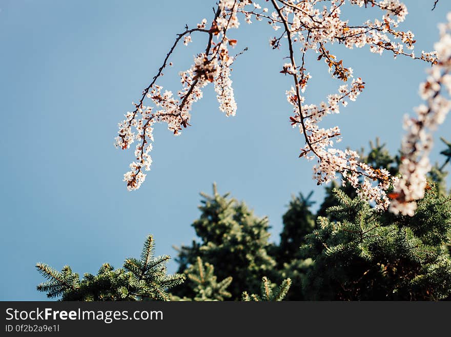 White Petaled Flower Under Clear Blue Sky during Daytime