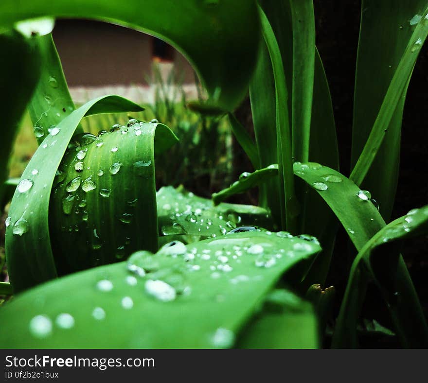 A close up of dew drops on green leaves. A close up of dew drops on green leaves.