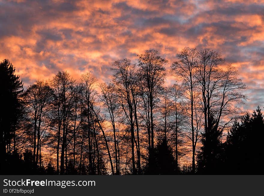 Colored sky at sunset and silhouetted trees in a forest. Colored sky at sunset and silhouetted trees in a forest.