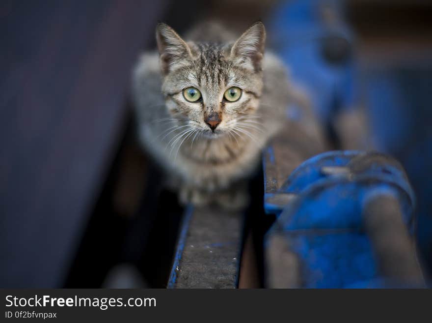 Portrait of small tabby kitten sitting on a fence looking worried or thoughtful, blurred background. Portrait of small tabby kitten sitting on a fence looking worried or thoughtful, blurred background.