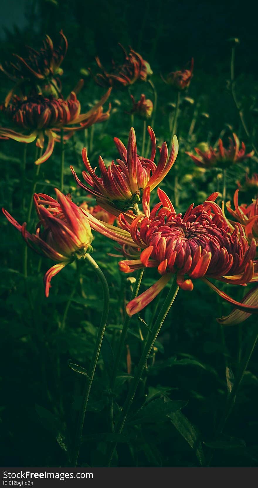 A close up of blooming exotic orange flowers. A close up of blooming exotic orange flowers.