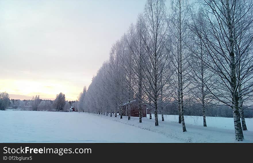 Rows of birch trees and a road in the middle of fields in the winter. Rows of birch trees and a road in the middle of fields in the winter.