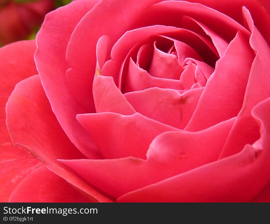 Pink Rose in Close Up Photography