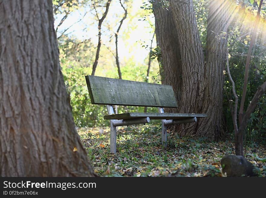 A bench between the trees in a park. A bench between the trees in a park.