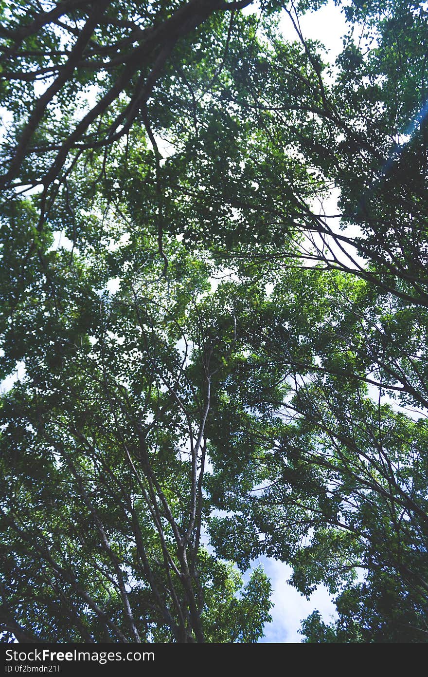 A background of green treetops in summertime.