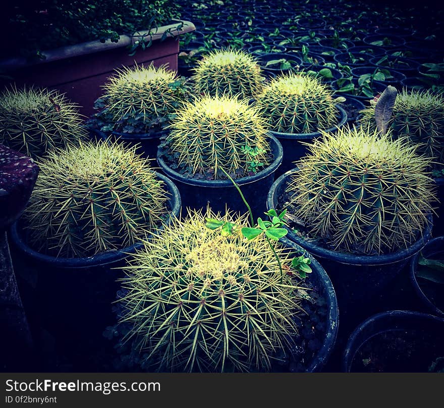 Potted cactus plants with flower blossoms on display. Potted cactus plants with flower blossoms on display.