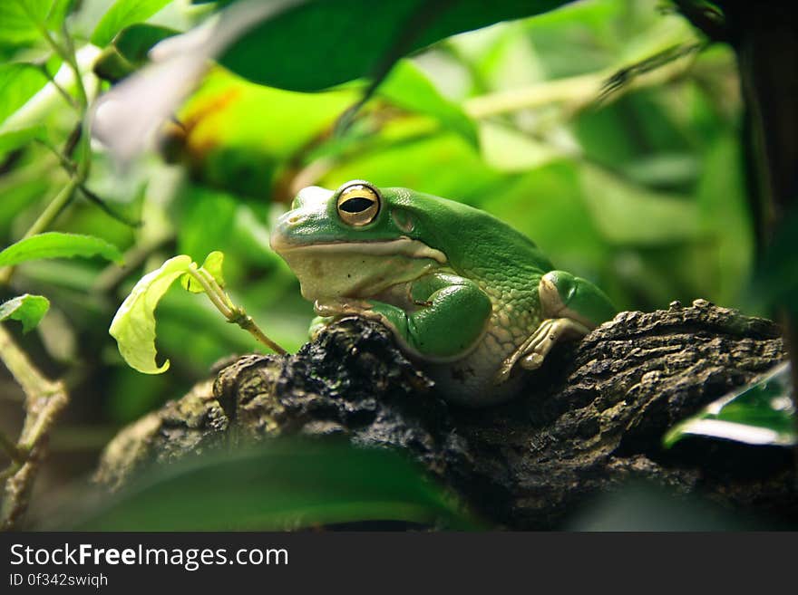 License: Public Domain Dedication &#x28;CC0&#x29; Source: Pixabay Learn more about Tree Frogs on Wikipedia.