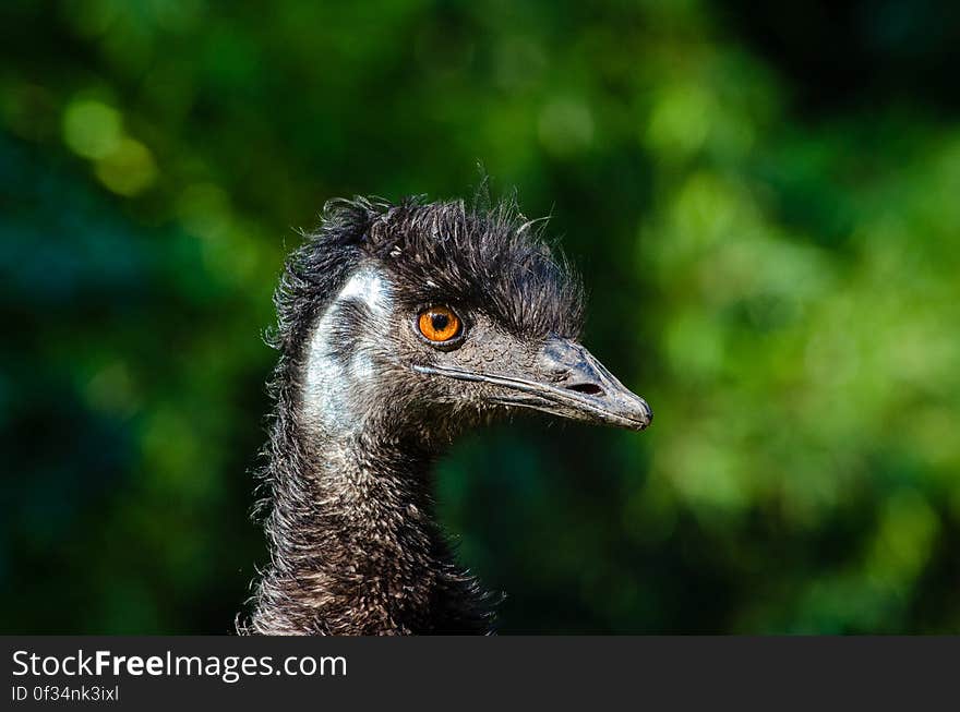 Emu