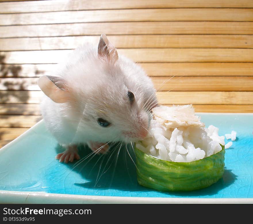 Neu and sushi for hamsters. Neu and sushi for hamsters.