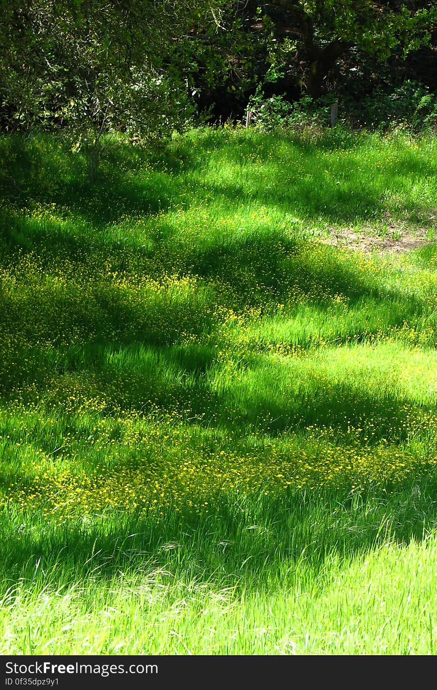 grass and mustard