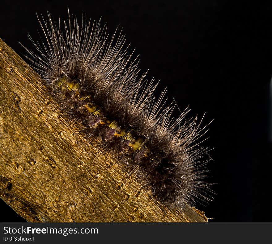 Brown Moth Caterpillar on Brown Trunk